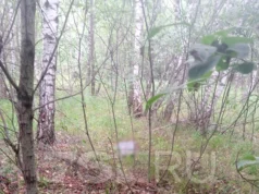 Грибник под Ярославлем нашёл в лесу обломки, похожие на части БПЛА