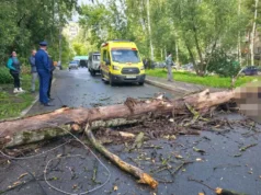 Порыв ветра или чья-то халатность: в Ярославле дерево рухнуло на тротуар и убило человека