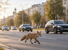 Лиса пробежала вдоль проспекта Фрунзе в Ярославле