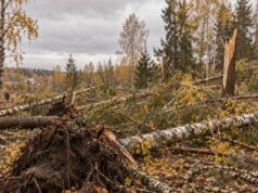 Уборку поваленных деревьев в Ярославле оценили в 26 миллионов